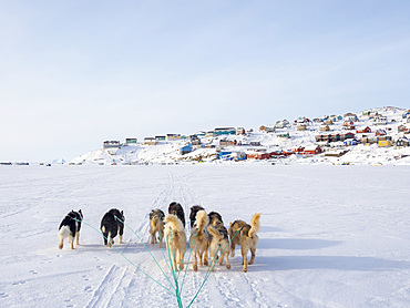 Dog sled in a fan hitch on the sea ice of the Melville Bay near Kullorsuaq in North Greenland. North America, danish teritorry