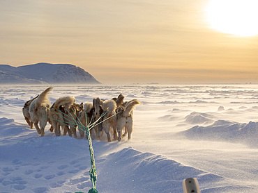 Dog sled in a fan hitch during a storm on the sea ice of the Melville Bay near Kullorsuaq in North Greenland. North America, danish teritorry