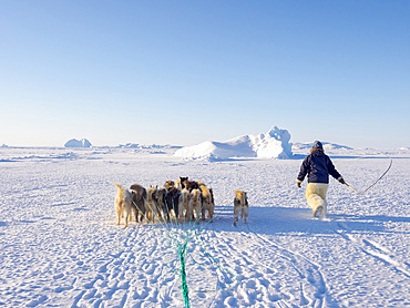 Sled dogs are guided through difficult terrain. Inuit hunter wearing traditional trousers and boots made from polar bear fur on the sea ice of the Melville Bay near Kullorsuaq in North Greenland. North America, danish teritorry