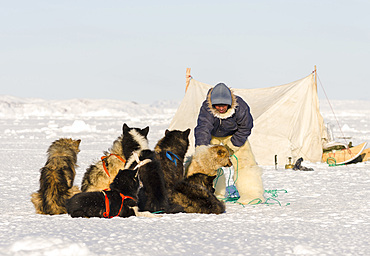 Inuit hunter wearing traditional trousers and boots made from polar bear fur on the sea ice of the Melville Bay near Kullorsuaq in North Greenland. North America, danish teritorry