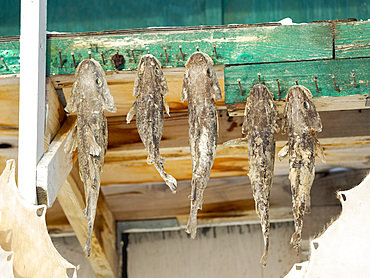 Fish (Spotted wolffish, Anarhichas minor) is dried in the air. The traditional and remote greenlandic inuit village Kullorsuaq, Melville Bay, part of Baffin Bay. America, North America, Greenland, Danish territory