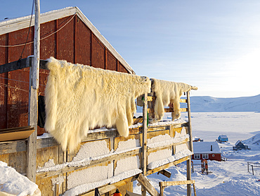 Fur of a polar bear. Hunting is strictly regulated and only for personal use of the locals. The traditional and remote greenlandic inuit village Kullorsuaq, Melville Bay, part of Baffin Bay. America, North America, Greenland, Danish territory