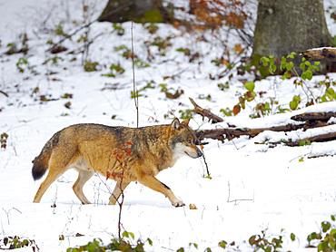 Eurasian wolf (Canis lupus) during winter in the National Park Bavarian Forest (Bayerischer Wald), Enclosure. Europe, Germany, Bavaria