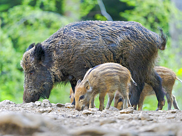 Young boar, piglet. Wild Boar (Sus scrofa) in Forest. National Park Bavarian Forest, enclosure. Europe, Germany, Bavaria