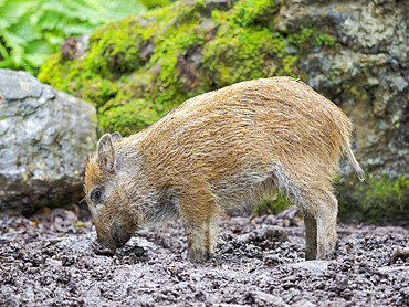 Young boar, piglet. Wild Boar (Sus scrofa) in Forest. National Park Bavarian Forest, enclosure. Europe, Germany, Bavaria