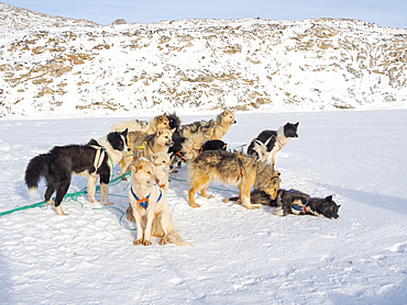 Sled dog in the northwest of Greenland during winter. Kullorsuaq, a traditional greenlandic inuit settlement in the Melville Bay. America, North America, Greenland, Denmark