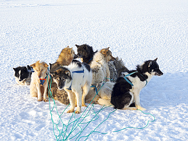 Sled dog in the northwest of Greenland during winter. Kullorsuaq, a traditional greenlandic inuit settlement in the Melville Bay. America, North America, Greenland, Denmark