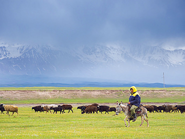 Sheep with shepherd on donkey on their summer pasture. Alaj Valley in front of the Trans-Alay mountain range in the Pamir mountains. Asia, central Asia, Kyrgyzstan