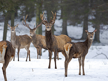 Red deer (Cervus elaphus) during winter. NP Bavarian Forest, enclosure. Europe, Germany, Bavaria