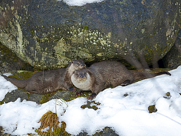 Eurasian Otter (Lutra lutra) during winter, beginning of the mating season. NP Bavarian Forest, enclosure. Europe, Germany, Bavaria