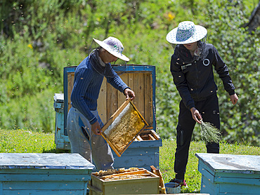 Beekeepers near the mountain road from Jalal-Abad (Dzhalal-Abad, Djalal-Abat, Jalalabat) to mountain pass Urum Basch Ashuusu in the Tien Shan mountains or heavenly mountains in Kirghizia. Asia, central Asia, Kyrgyzstan