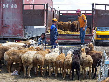 The cattle market in Tokmok, a town in the foothills of the Tien Shan close to Bishkek. Asia, central Asia, Kyrgyzstan