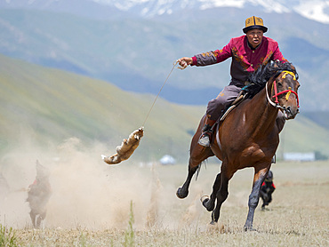 Kyrgysz hunting dog, Taigan, during a competition. Folk and Sport festival on the Suusamyr plain commemorating Mr Koshomkul, a sportsman and folk hero of the last century. Asia, central asia, Kyrgyzstan