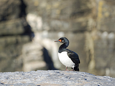 Rock Shag or Magellanic Cormorant (Phalacrocorax magellanicus) on Bleaker Island. South America, Falkland Islands, January