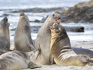 Southern elephant seal (Mirounga leonina) after harem and breeding season. Young bulls fighting and establishing pecking order. South America, Falkland Islands, January