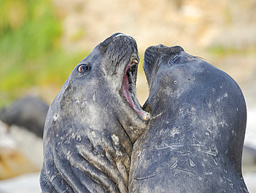 Southern elephant seal (Mirounga leonina) after harem and breeding season. Young bulls fighting and establishing pecking order. South America, Falkland Islands, January