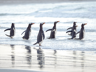 Walking to enter the sea during early morning. Gentoo Penguin (Pygoscelis papua) in the Falkland Islands. South America, Falkland, January