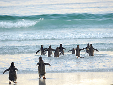Walking to enter the sea during early morning. Gentoo Penguin (Pygoscelis papua) in the Falkland Islands. South America, Falkland, January