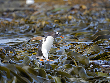 Walking through kelp to enter the sea. Gentoo Penguin (Pygoscelis papua) in the Falkland Islands. South America, Falkland, January