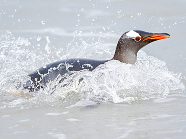 Coming ashore on a sandy beach. Gentoo Penguin (Pygoscelis papua) in the Falkland Islands. South America, Falkland, January