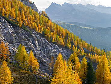 Forest with golden larches (larix) at Passo di Valles. Pala mountain range (Pale di San Martino) in the dolomites of Trentino. Pala is part of the UNESCO world heritage Dolomites. Europe, Central Europe, Italy