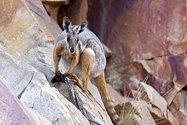 Yellow-footed rock-wallaby, Petrogale xanthopus, in the Flinders Ranges National Park in the outback of South Australia. Mother with Joey in pouch. Australia, South Australia, Flinders Ranges National Park