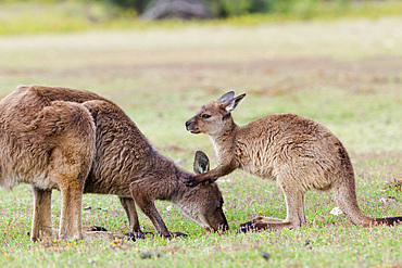 Western grey kangaroo (Macropus fuliginosus), on Kangaroo Island in the Flinders Chase National Park. Kangaroo Island is the third largest island of Australia and famous for the national parks and their wildlife. Australia, South Australia