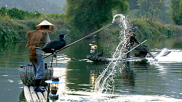 Chinese cormorant fisherman, Li River, Xingping, China, Eastern Asia