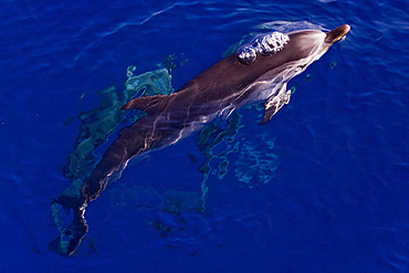 Capraia island, dolphins, Tyrrhenian Sea, Tuscany, Italy, Europe