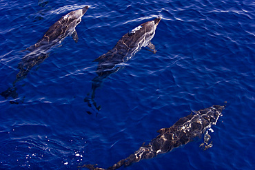 Capraia island, dolphins, Tyrrhenian Sea, Tuscany, Italy, Europe