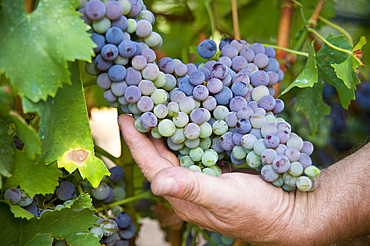 Grape, Loceri, Ogliastra, Sardinia, Italy