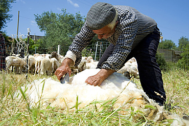 Sheep Shearing, Lotzorai and Santa Maria Navarrese, Ogliastra, Sardinia, Italy