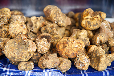 White Truffle, Alba, Cuneo, Piedmont, Italy, Europe