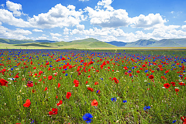 Monti Sibillini National Park, Flowering Pian Grande, Castelluccio di Norcia, Umbria, Italy, Europe