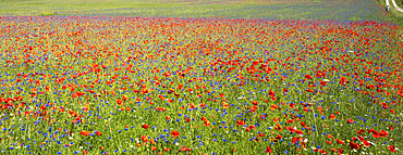 Monti Sibillini National Park, Flowering Pian Grande, July, Castelluccio di Norcia, Umbria, Italy, Europe