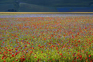 Monti Sibillini National Park, Flowering Pian Grande, July, Castelluccio di Norcia, Umbria, Italy, Europe