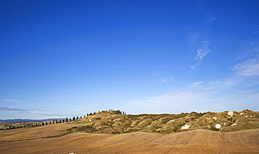 Cypress trees in the countryside, Crete Senesi, Tuscany, Italy, Europe