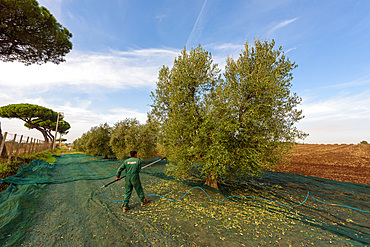 Harvesting of olives around Rome near the ancient Roman via Ardeatina, Lazio, Europe