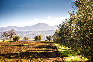 Harvesting of olives around Rome near the ancient Roman via Ardeatina, Lazio, Europe