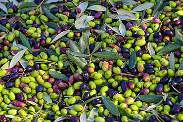 Harvesting of olives around Rome near the ancient Roman via Ardeatina, Lazio, Europe