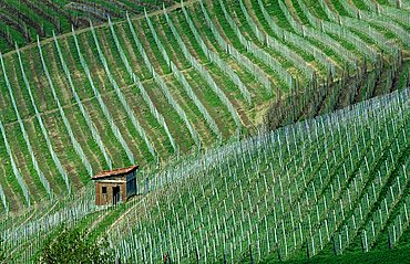 Vineyard, Treiso, Langhe, Piemonte, Italy