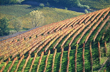 Vineyard, Langhe, Piemonte, Italy