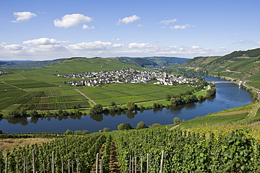 Vineyards bordering the banks of the River Mosel, Germany, Europe