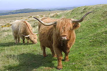 Highland cattle grazing on Dartmoor, Dartmoor National Park, Devon, England, United Kingdom, Europe