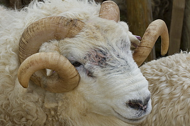 Dartmoor sheep, ram's head with curly horns, Widecombe Fair, Dartmoor, Dartmoor National Park, Devon, England, United Kingdom, Europe