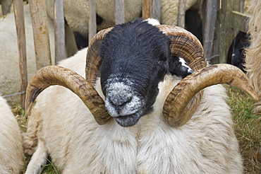 Dartmoor sheep, ram's head with curly horns, Widecombe Fair, Dartmoor, Dartmoor National Park, Devon, England, United Kingdom, Europe