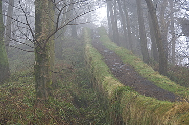 A pathway along the top of an overgrown section of Hadrians Wall through Housesteads Wood, UNESCO World Heritage Site, Northumberland National Park, England, United Kingdom, Europe 