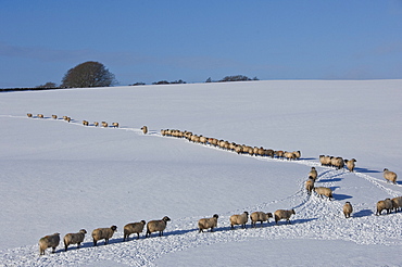 A file of sheep across snow, Lower Pennines, Eden Valley, Cumbria, England, United Kingdom, Europe 