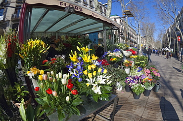 Flower stall on Las Ramblas, Barcelona, Catalunya, Spain, Europe 