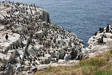 Guillemots, kittiwakes, shags and a puffin on the cliffs of Inner Farne, Farne Islands, Northumberland, England, United Kingdom, Europe